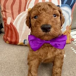 Cranberry - Red  male Goldendoodle puppy in Camden, North Carolina from Oopsie Doodles of NC