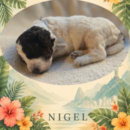 Boy 4 - Brown roan male Lagotto Romagnolo puppy in Salida, California from Harper's Lagotti