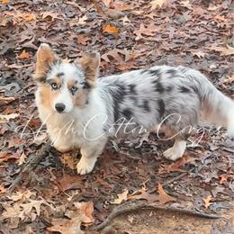 Wrigley - American Corgi