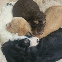 Cavapoo puppies from KDK Missouri Miniature Poodles