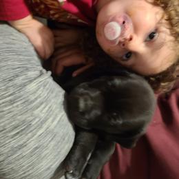 Cane Corso Puppies from True Love Cane Corso