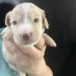Leah Hope - Cream female Dachshund puppy in Bigfork, Minnesota from Dachshunds Up North
