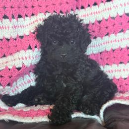 Susan - Black female Cavapoo puppy in River Falls, Wisconsin from Dottie's Doodles