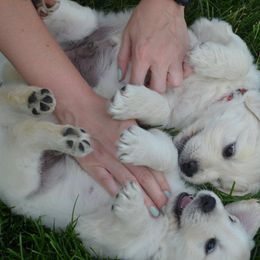 Golden Retriever Puppies from Starbrite Golden Retrievers