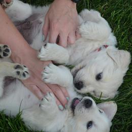 Golden Retriever Puppies from Starbrite Golden Retrievers