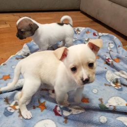 Chihuahuas and Pugs from Borck Puppies