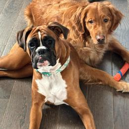 Jade (Upcoming) - Boxer