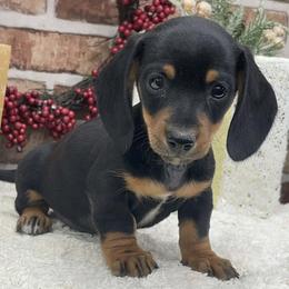 Kaiser - Black and tan male Dachshund puppy in Industry, Illinois from KDKs Kennels