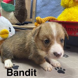 Bandit - Red male Pembroke Welsh Corgi puppy in Apison, Tennessee from Ashmore Corgis
