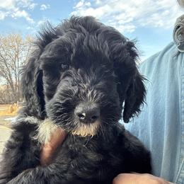 Girl 3 tan collar - Black and white female Sheepadoodle puppy in Eleva, Wisconsin from Molly’s Doodles
