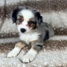 Chocolate chip - Blue merle male Miniature Australian Shepherd puppy in Bedias, Texas from JSK Aussie and Cavaliers