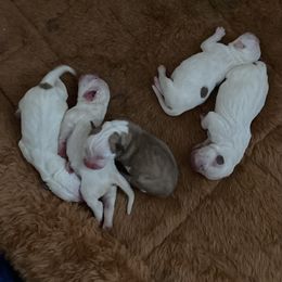 Girl 4 - White female American Bulldog puppy in Pace, Florida from Genesis American Bulldogs