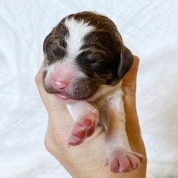 Poodle Puppies from LeBaron Standard Poodles