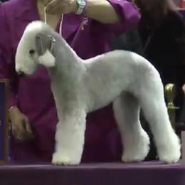 Marbles - Bedlington Terrier