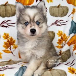 Newark - Silver and white male Pomsky puppy in Sheffield, Iowa from Clover Ridge Pomskies