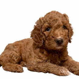 Cavapoos, Cockapoos, Cocker Spaniels, and Goldendoodles from Red Stick Kennels, LLC