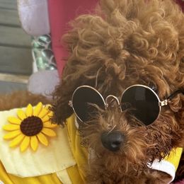 Maltese, Poodles, and Yorkshire Terriers from La’s Sweet Babies