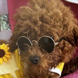 Maltese, Poodles, and Yorkshire Terriers from La’s Sweet Babies