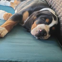 Greater Swiss Mountain Dog Puppies from Hoberg's GSMD