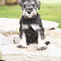 Girl 1 orange collar - Salt and pepper female Miniature Schnauzer puppy in Woodburn, Kentucky from Southern Kentucky Schnauzers