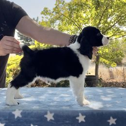 The Riddler - Black and white male English Springer Spaniel puppy in Scio, Oregon from Starlet Springers