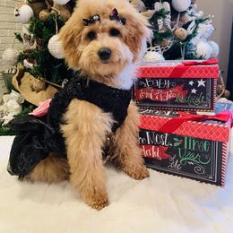 Bernedoodle and Goldendoodle Puppies from Cottrell’s Poodles & Doodles