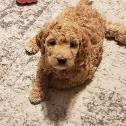Goldendoodle Puppies from Bailey's Bunch