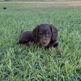 Dachshund Puppies from GE Miniature Dachshunds
