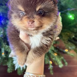 Biscotti - Chocolate and tan male Pomeranian puppy in Kilgore, Texas from 5 Star Poms