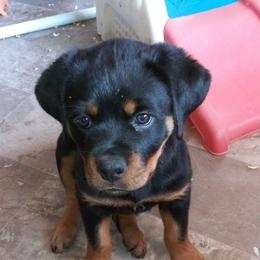 Rottweiler Puppies from Rose Red Rottweilers
