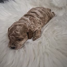 Mocha - Apricot male Poodle puppy in Chandler, Arizona from Fabi Poodle