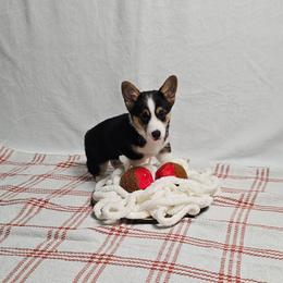 Lady - Black and tan female Pembroke Welsh Corgi puppy in Deming, New Mexico from Dragon Ridge Corgis