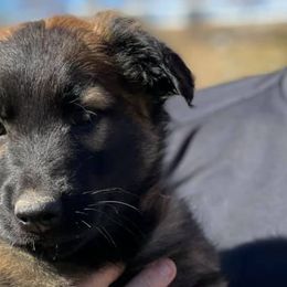 Belgian Malinois, Belgian Tervuren, and German Shepherds from Du Poilu