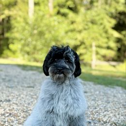June-Turquoise - Black and chalk female Australian Labradoodle puppy in Calhoun, Louisiana from Arrowhead Australian Labradoodles