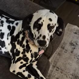 Dalmatians from KC Dalmatians