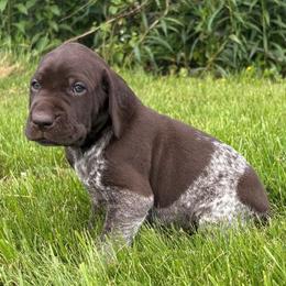 Boy 3 - Liver and white male German Shorthaired Pointer puppy in Equinunk, Pennsylvania from AHHA Kennels