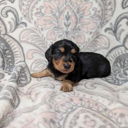 Girl 5063 - Black and tan female Dachshund puppy in Spring Hope, North Carolina from Hogan’s Lowrider Hounds
