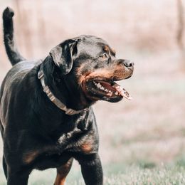 Shania - Rottweiler