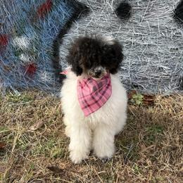 Daisy - Poodle