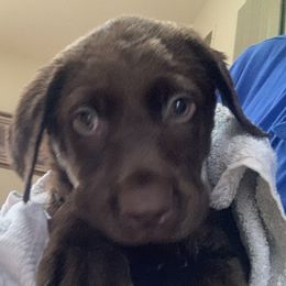 Labrador Retriever Puppies from Cary’s Buck Creek Retrievers