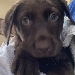 Labrador Retriever Puppies from Cary’s Buck Creek Retrievers