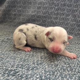 Mochi - Slate merle female Border Collie puppy in Gary, Indiana from Lake Ridge Border Collies