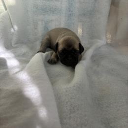 Boy 1 - Fawn male Pug puppy in Brooksville, Florida from Windsorsprings
