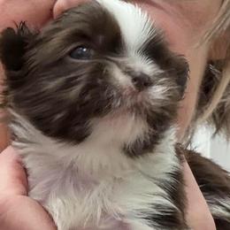 Winston - Liver and white male Shih Tzu puppy in Covington, Georgia from Top Hats 2  Shih Tzu’s