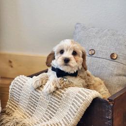 Meet Murphy :) - Apricot male Cavapoo puppy in Centerville, Iowa from Barnyard Dachshunds, Dals & Doodles