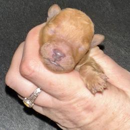 Tokyo - Apricot male Poodle puppy in Travelers Rest, South Carolina from Cotton Top