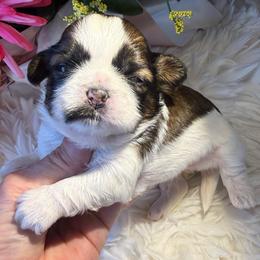 AKC - Honey Champion Bloodline - Tricolor female Shih Tzu puppy in Long Beach, California from Prieto Shih-Tzu's