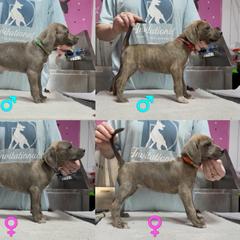 Mountain Cur Puppies from Walnut Ridge Mountain Curs