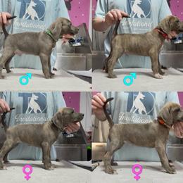 Mountain Cur Puppies from Walnut Ridge Mountain Curs