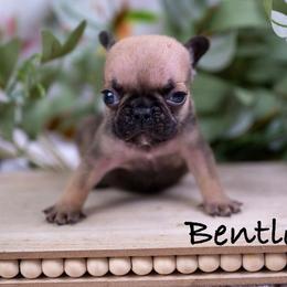 Boy 5 - Tricolors male French Bulldog puppy in Denison, Texas from Lovemyfrenchies – Stoddard Frenchbulldog's
